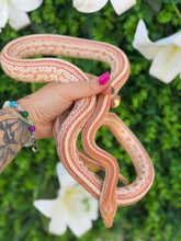 Cargar imagen en el visor de la galería, Serpiente del maíz - Tessera albina macho