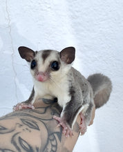 Cargar imagen en el visor de la galería, PETAURO DEL AZÚCAR - CARA BLANCA