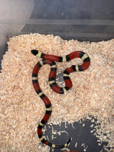 Cargar imagen en el visor de la galería, Lampropeltis campbelli x nelsoni