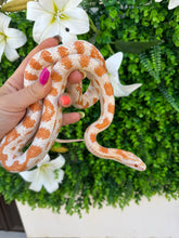 Cargar imagen en el visor de la galería, Serpiente del maíz - candy cane x reverse hembra