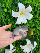 Cargar imagen en el visor de la galería, LITORIA CAERULEAS