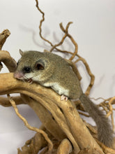 Cargar imagen en el visor de la galería, LIRON PIGMENO AFRICANO - Graphiurus murinus