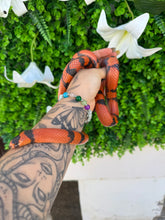 Cargar imagen en el visor de la galería, Lampropeltis hondurensis tangerine - hembra