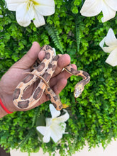 Cargar imagen en el visor de la galería, Serpiente del maíz- obsoletus scaleless poss het leucistico macho