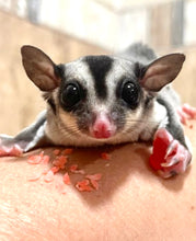 Cargar imagen en el visor de la galería, PETAURO DEL AZÚCAR ANCESTRAL