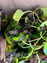 Cargar imagen en el visor de la galería, Bombina orientalis