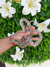 Cargar imagen en el visor de la galería, Serpiente del maíz - anery ghost hembra
