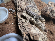 Cargar imagen en el visor de la galería, Cyclodomorphus gerrardii - Tiliqua rosada