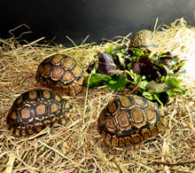 Cargar imagen en el visor de la galería, Tortuga Stigmochelys pardalis