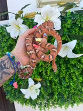 Cargar imagen en el visor de la galería, Serpiente del maíz - scaleless macho