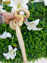 Cargar imagen en el visor de la galería, Gutatta del maiz butter striped - hembra