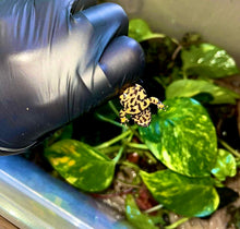 Cargar imagen en el visor de la galería, Bombina orientalis