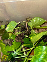 Cargar imagen en el visor de la galería, Bombina orientalis