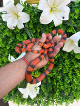 Cargar imagen en el visor de la galería, Lampropeltis hondurensis tangerine - hembra