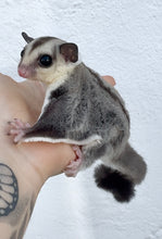 Cargar imagen en el visor de la galería, PETAURO DEL AZÚCAR - CARA BLANCA