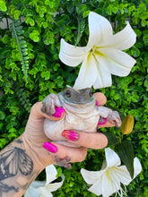 Cargar imagen en el visor de la galería, LITORIA CAERULEAS