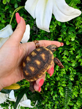 Cargar imagen en el visor de la galería, Tortuga Chelonoidis carbonaria