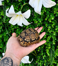 Cargar imagen en el visor de la galería, Tortuga Stigmochelys pardalis