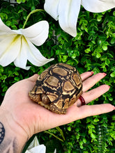 Cargar imagen en el visor de la galería, Tortuga Stigmochelys pardalis