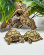 Cargar imagen en el visor de la galería, Centrochelys sulcata - Tortuga sulcata - Babys