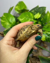 Cargar imagen en el visor de la galería, Centrochelys sulcata - Tortuga sulcata - Babys