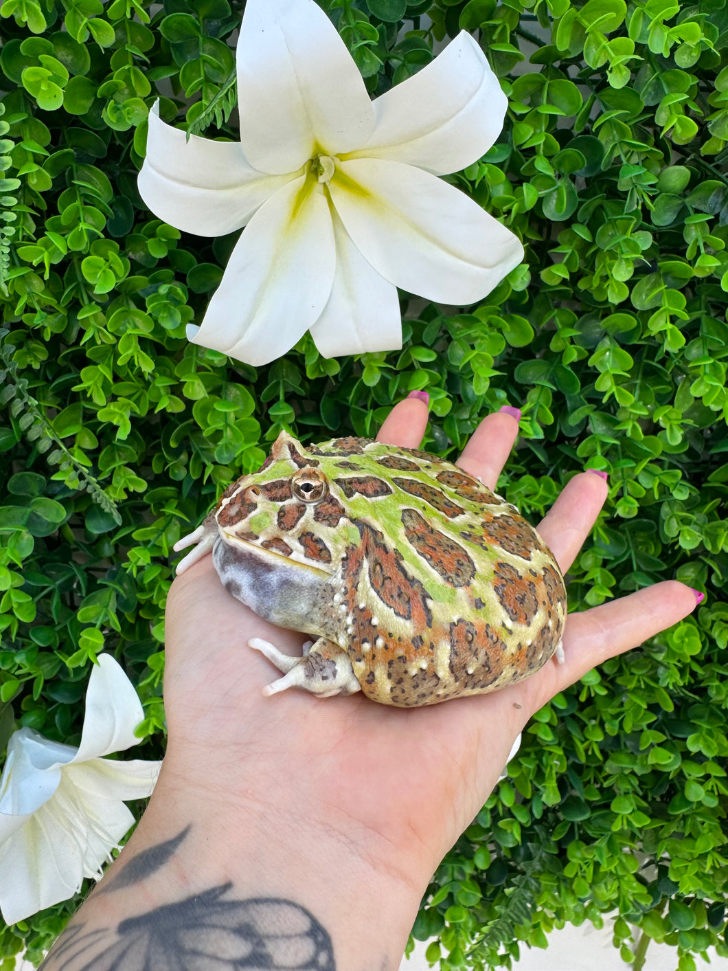 Ceratophrys cranwelli - RANA PACMAN - HEMBRA - GREEN