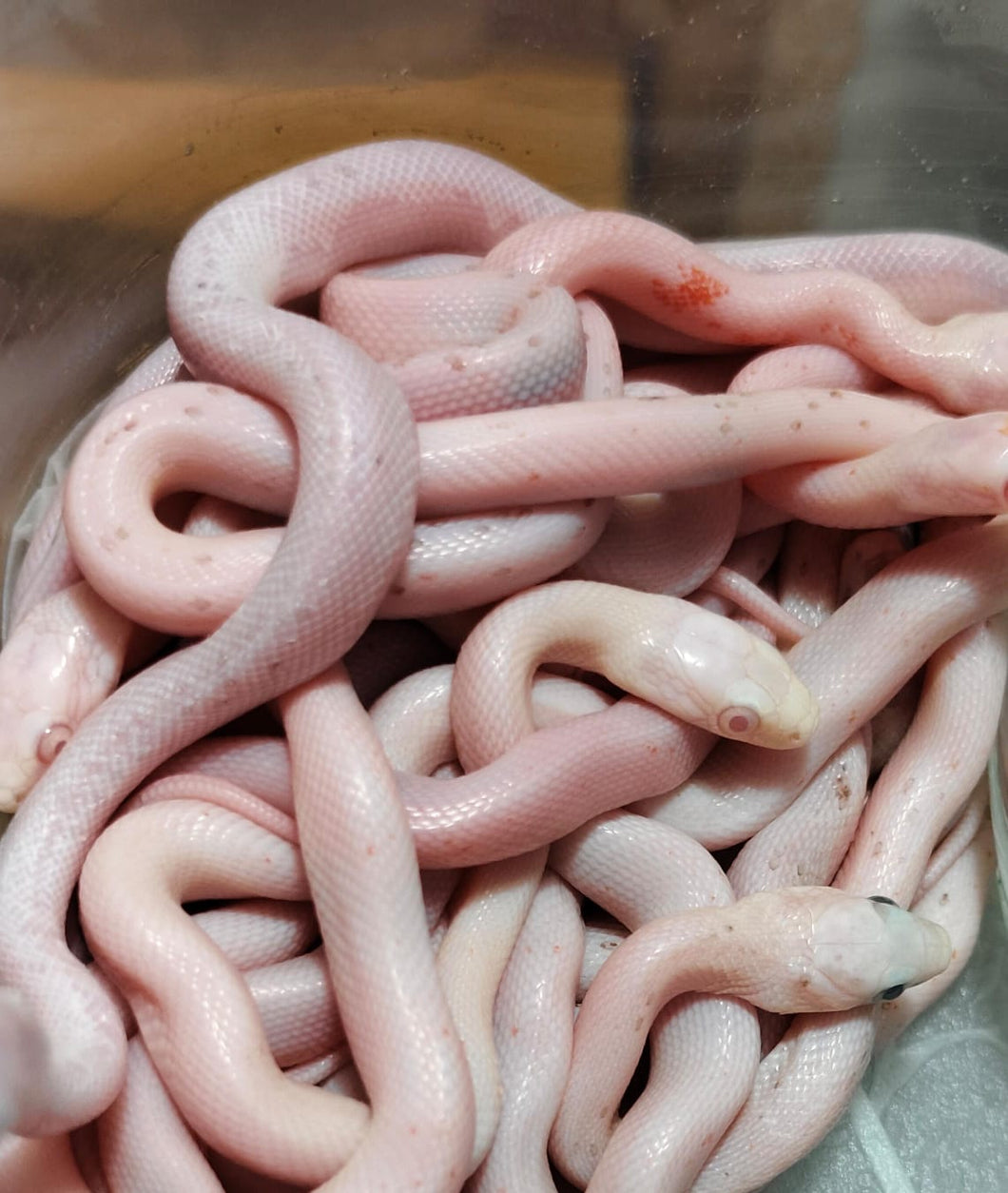 Pantherophis guttatus - serpiente del maiz