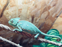 Cargar imagen en el visor de la galería, CAMALEON CALYPTRATUS

