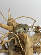 Cargar imagen en el visor de la galería, LIRON PIGMENO AFRICANO - Graphiurus murinus
