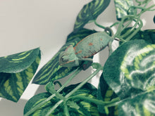 Cargar imagen en el visor de la galería, CAMALEON CALYPTRATUS
