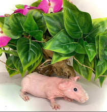 Cargar imagen en el visor de la galería, COBAYA SKINNI
