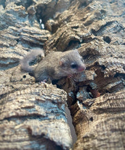 Cargar imagen en el visor de la galería, LIRON PIGMENO AFRICANO - Graphiurus murinus
