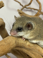 Cargar imagen en el visor de la galería, LIRON PIGMENO AFRICANO - Graphiurus murinus
