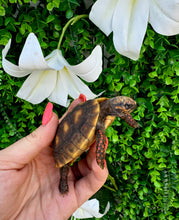 Cargar imagen en el visor de la galería, Tortuga Chelonoidis carbonaria
