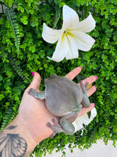 Cargar imagen en el visor de la galería, LITORIA CAERULEAS
