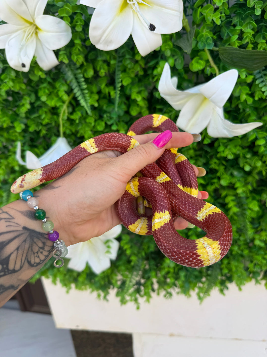 Lampropeltis nelson albina bull eyes hembra