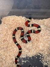 Cargar imagen en el visor de la galería, Lampropeltis campbelli x nelsoni
