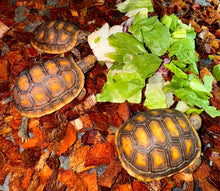 Cargar imagen en el visor de la galería, Tortuga Chelonoidis carbonaria
