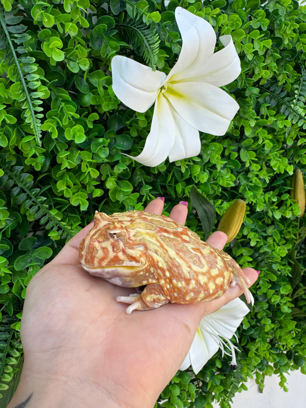 Ceratophrys cranwelli - RANA PACMAN - MACHO - ALBINA