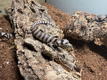 Cargar imagen en el visor de la galería, Cyclodomorphus gerrardii - Tiliqua rosada

