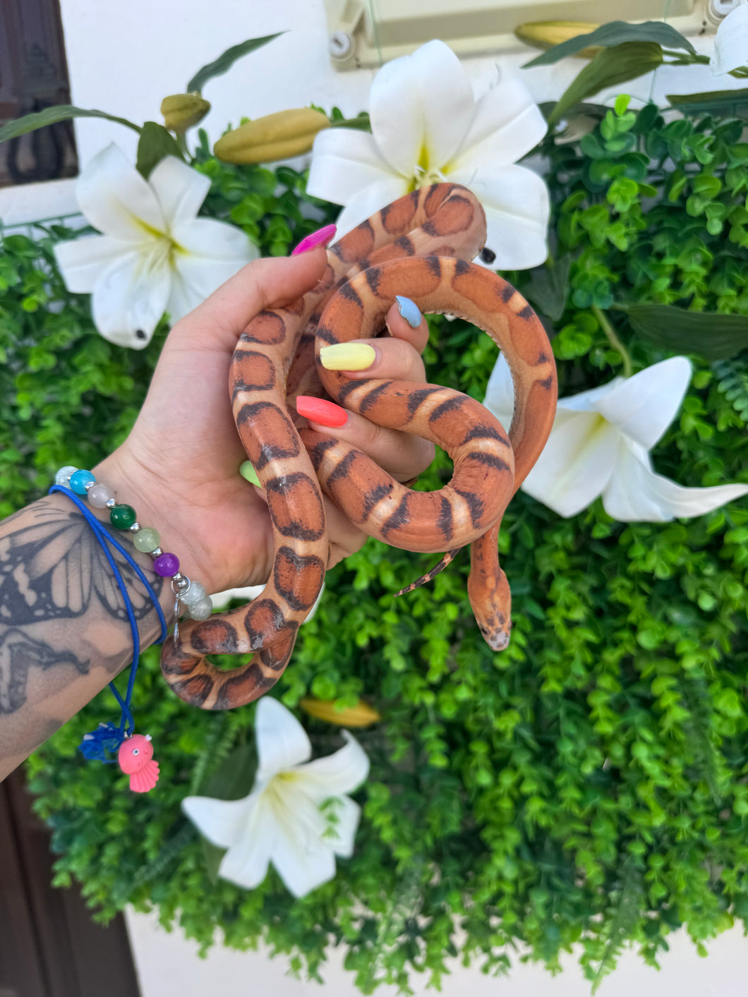 Serpiente del maíz - scaleless macho