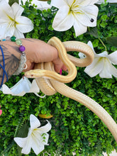 Cargar imagen en el visor de la galería, Gutatta del maiz butter striped - hembra
