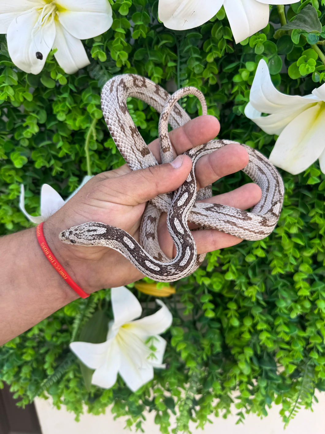 Serpiente del maíz - anery ghost hembra