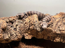 Cargar imagen en el visor de la galería, Cyclodomorphus gerrardii - Tiliqua rosada
