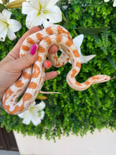 Cargar imagen en el visor de la galería, Serpiente del maíz - candy cane x reverse hembra
