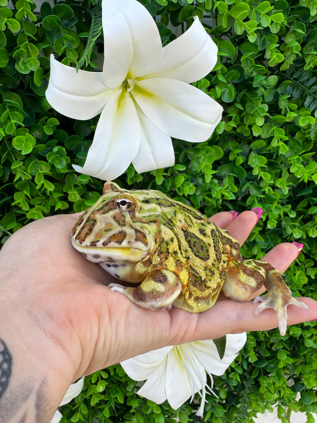 Ceratophrys cranwelli - RANA PACMAN - MACHO - GREEN