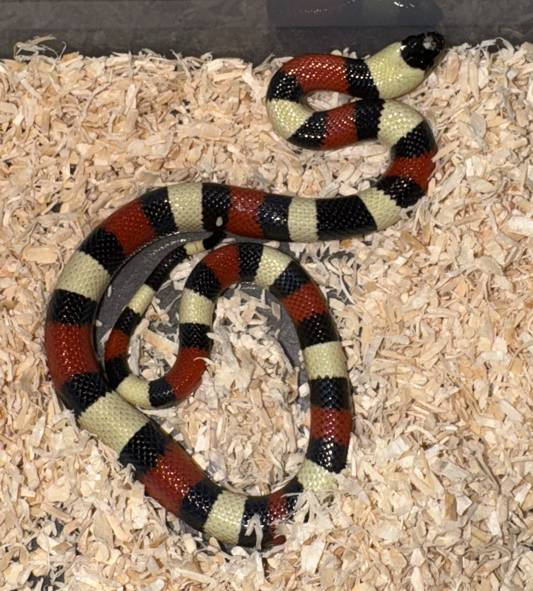 Lampropeltis campbelli