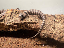 Cargar imagen en el visor de la galería, Cyclodomorphus gerrardii - Tiliqua rosada
