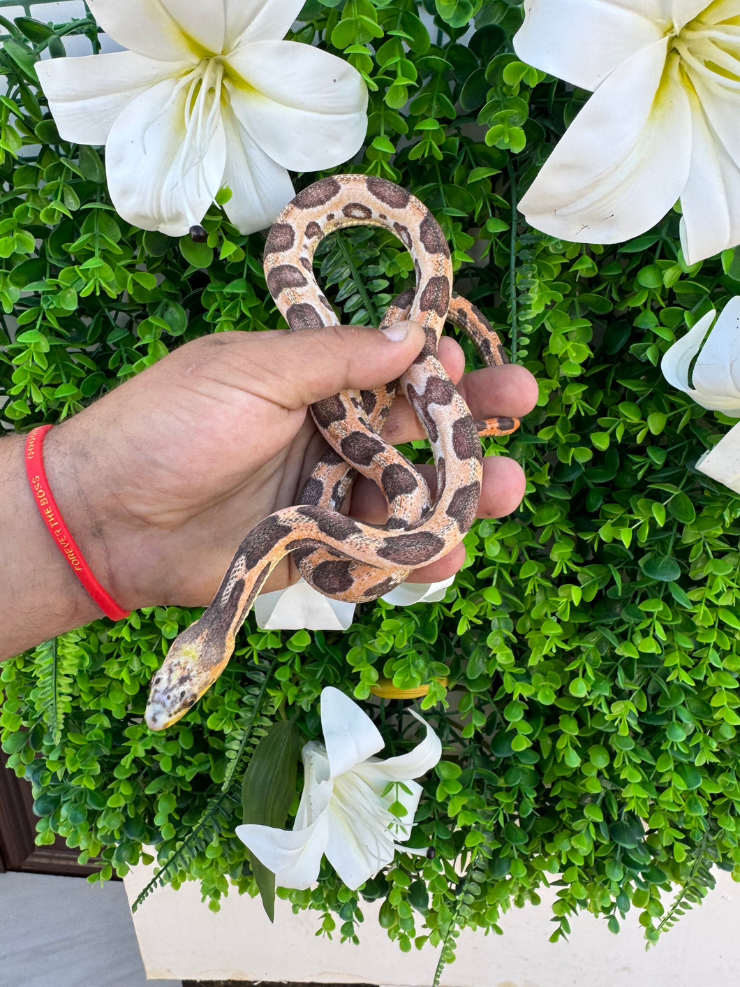 Serpiente del maíz- obsoletus scaleless poss het leucistico macho