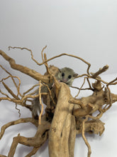 Cargar imagen en el visor de la galería, LIRON PIGMENO AFRICANO - Graphiurus murinus
